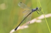 IMG_1273 Lestes macrostigma female